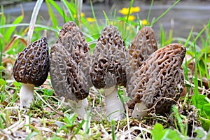 A large group of morels by a stream