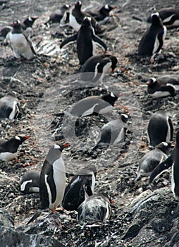 Large group of nesting gentoo penguins