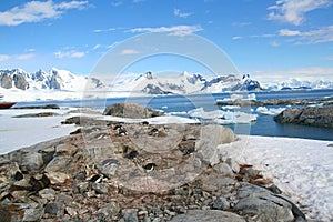 Large group of nesting gentoo penguins