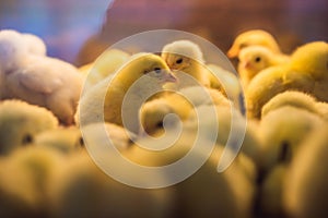 Large group of newly hatched chicks on a chicken farm