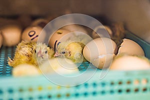 Large group of newly hatched chicks on a chicken farm