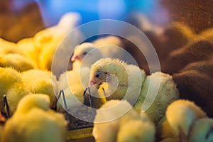 Large group of newly hatched chicks on a chicken farm