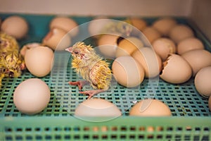 Large group of newly hatched chicks on a chicken farm