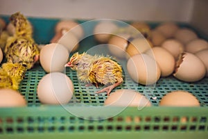 Large group of newly hatched chicks on a chicken farm