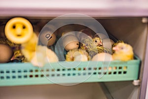 Large group of newly hatched chicks on a chicken farm