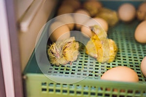 Large group of newly hatched chicks on a chicken farm