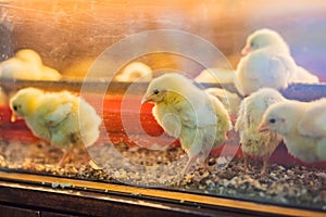 Large group of newly hatched chicks on a chicken farm