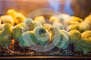 Large group of newly hatched chicks on a chicken farm