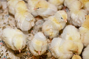 Large group of newly hatched chicks on a chicken farm