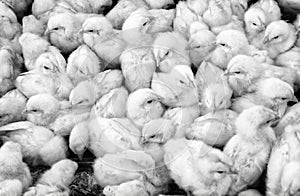 Large group of newly hatched chicks on a chicken farm.