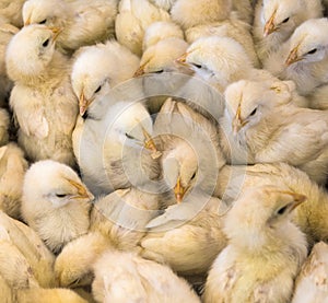 Large group of newly hatched chicks on a chicken farm