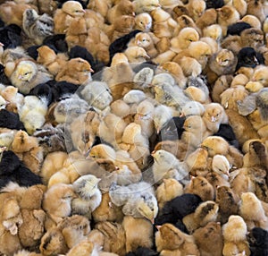 Large group of newly hatched chicks on a chicken farm.