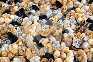 Large group of newly hatched chicks on a chicken farm.