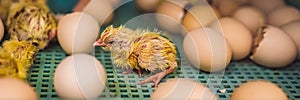 Large group of newly hatched chicks on a chicken farm BANNER, LONG FORMAT