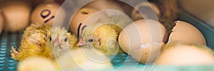 Large group of newly hatched chicks on a chicken farm BANNER, LONG FORMAT