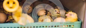 Large group of newly hatched chicks on a chicken farm BANNER, LONG FORMAT