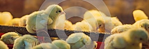 Large group of newly hatched chicks on a chicken farm BANNER, LONG FORMAT