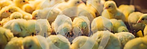 Large group of newly hatched chicks on a chicken farm BANNER, LONG FORMAT