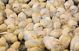 Large group of newly hatched chicks on a chicken farm, black and white.