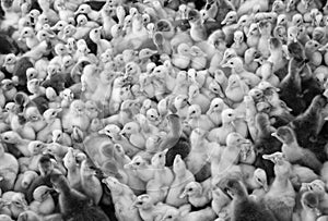 Large group of newly hatched ducklings on a farm.