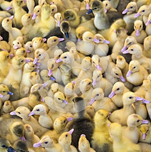 Large group of newly hatched ducklings on a farm