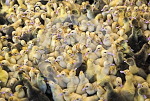 Large group of newly hatched ducklings on a farm