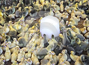 Large group of newly hatched ducklings on a farm