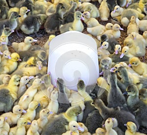 Large group of newly hatched ducklings on a farm