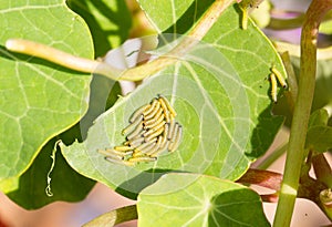 A large group of newly hatched ladybird larvae on a green vibrant geranium leaf