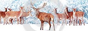 Large group of  noble deer against the background of a beautiful winter snow forest. Artistic winter landscape. Christmas photogra