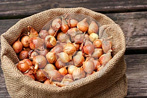 Large group of onion seeds