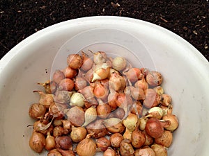 Large group of onion seeds