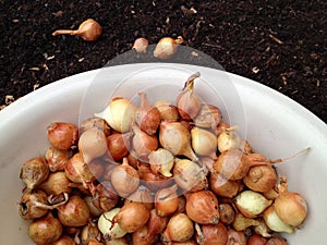 Large group of onion seeds