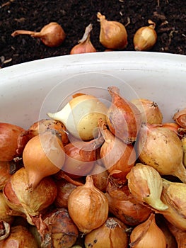 Large group of onion seeds