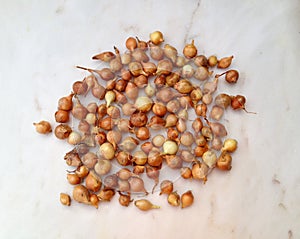 Large group of onion seeds