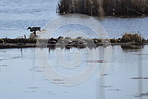 Large group of Painted Turtles (Chrysemys picta) resting on log at Copeland Forest