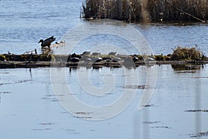 Large group of Painted Turtles (Chrysemys picta) resting on log at Copeland Forest