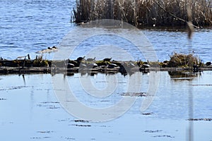 Large group of Painted Turtles (Chrysemys picta) resting on log at Copeland Forest