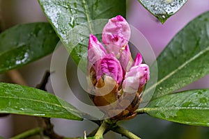 group of dark pink buds ready to bloom on rhododendron