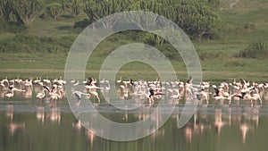 Large Group of pelicans in slow motion