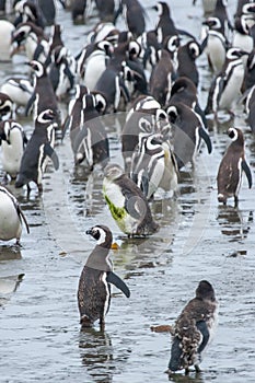 Large group of penguins