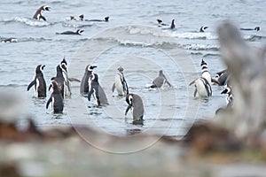 Large group of penguins on shore