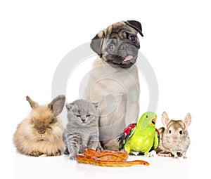 Large group of pets along. Isolated on white background