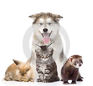 Large group of pets. Isolated on white background