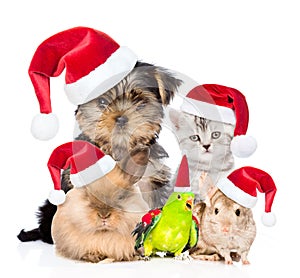 Large group of pets in red christmas hats. isolated on white