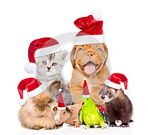 Large group of pets in red christmas hats. isolated on white