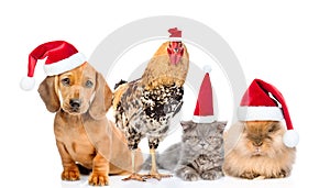 Large group of pets in red christmas hats. isolated on white background