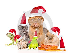 Large group of pets in red christmas hats. isolated on white background