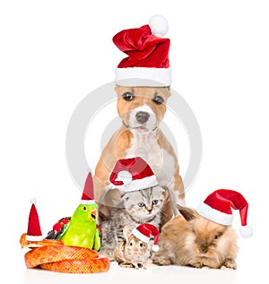 Large group of pets in red christmas hats. on white bac
