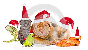 Large group of pets in red Santa hats. isolated on white background